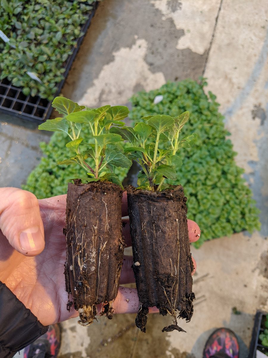 Broadleaf plug trial — perlite control left, BioVermiculite right