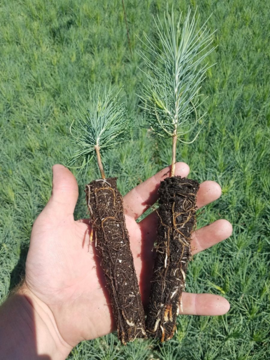 Pine seedling trial — perlite control left, BioVermiculite right