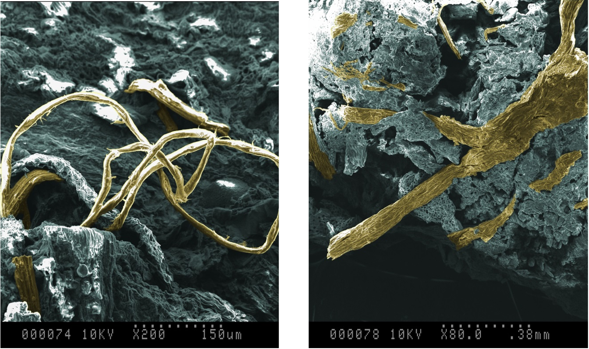 Micro-Root Colonization