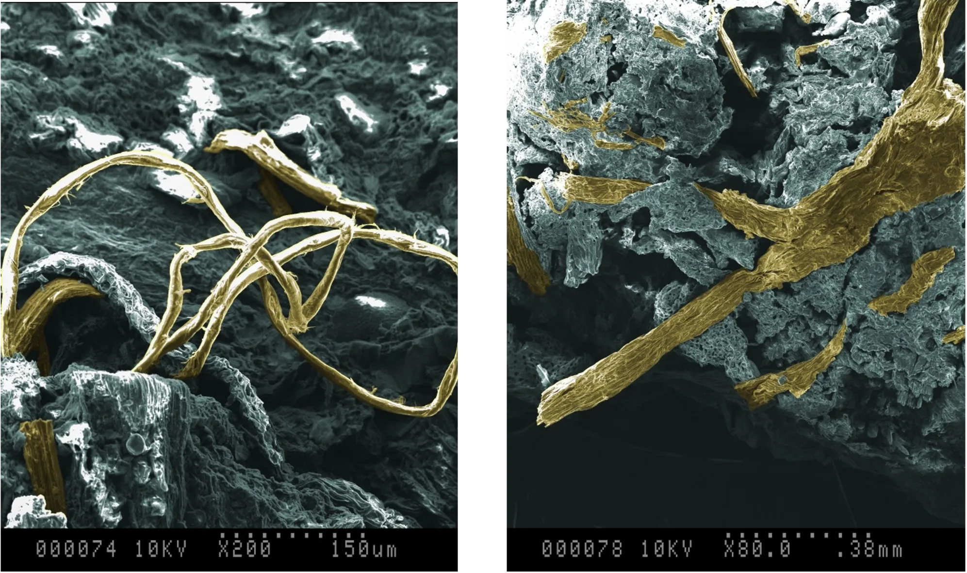 Micro-Root Colonization